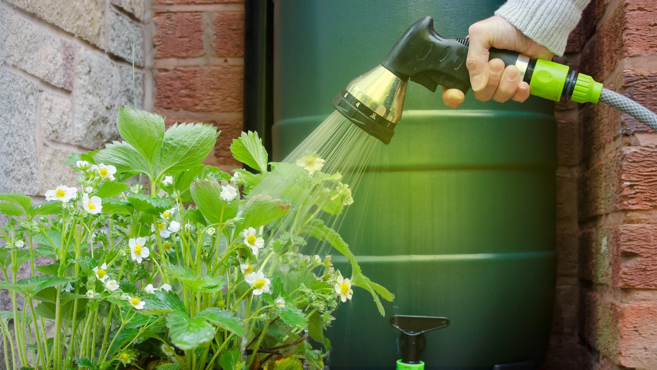 Eine Erdbeerpflanze wird mit Wasser aus einer Regentonne gegossen Eine Erdbeerpflanze wird mit Wasser aus einer Regentonne gegossen